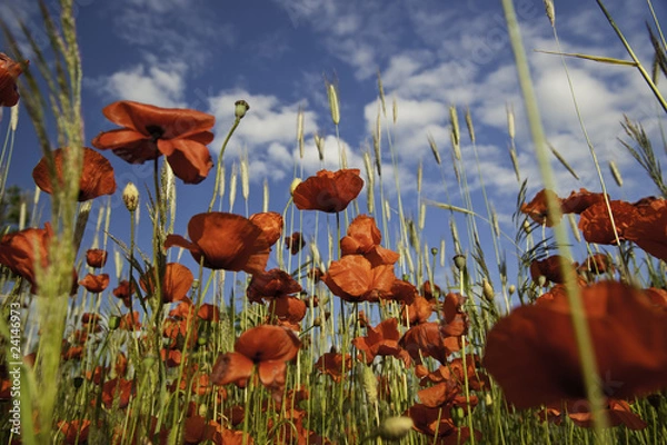 Obraz Poppy field