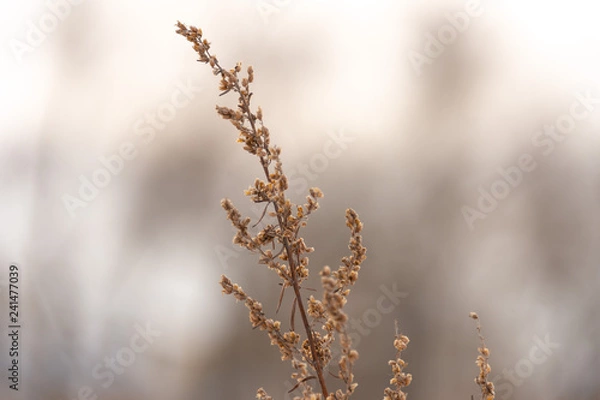Obraz dry grass in winter