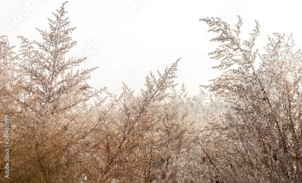 Fototapeta Frozen yellow grass in the field