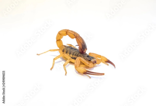 Obraz scorpion isolated on white background