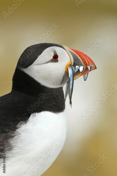 Fototapeta Puffin with fish in its beak