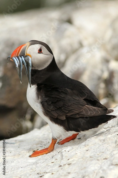 Fototapeta Puffin with fish in its beak