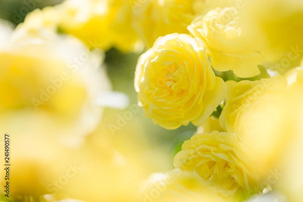 Fototapeta 黄色いバラの花