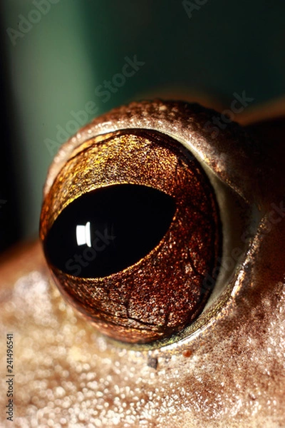 Obraz A big-eyed frog