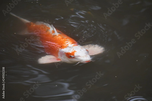 Fototapeta 池のコイ