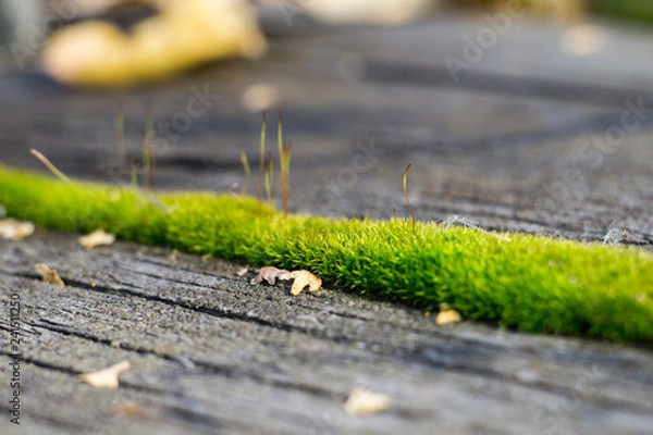 Obraz green moss