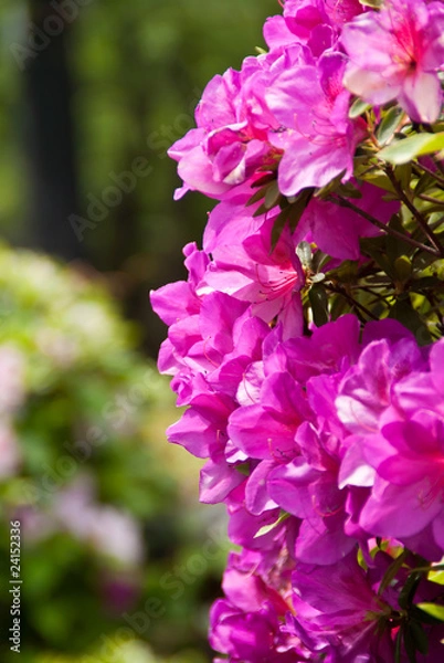 Fototapeta A cluster of cascading pink azaleas