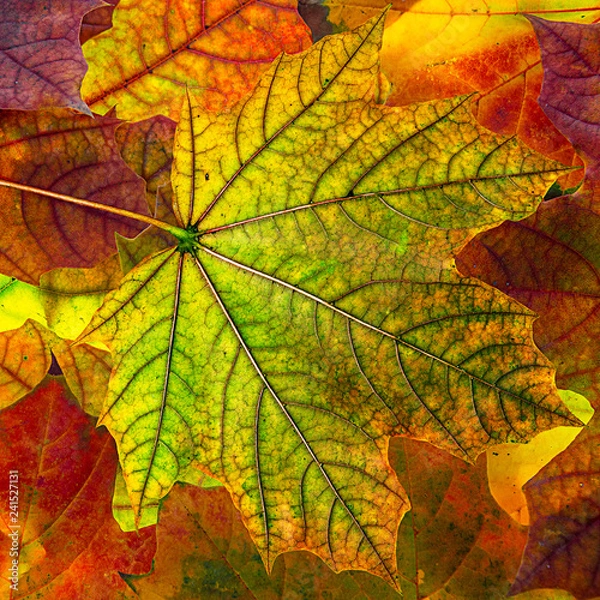 Fototapeta autumn foliage - background