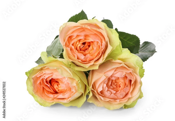 Obraz Beautiful roses on white background