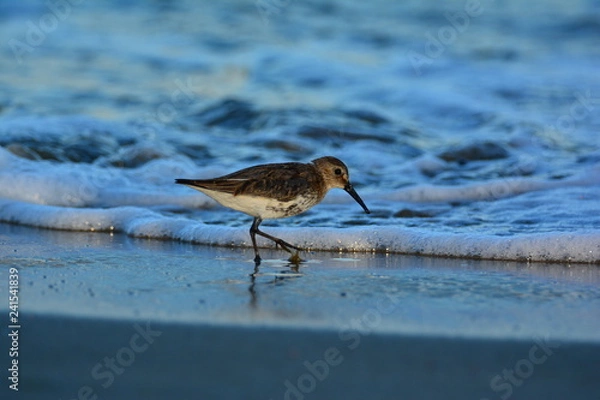 Fototapeta Yalnız Efe