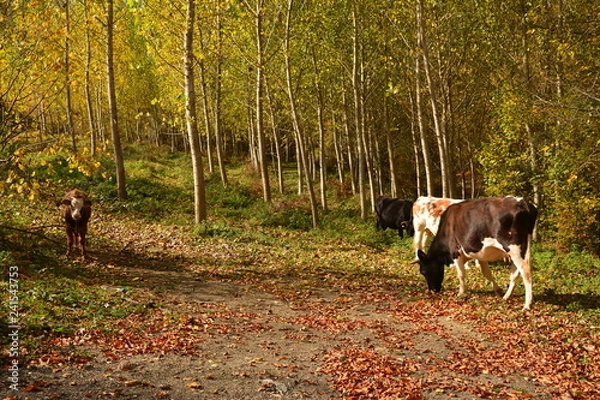 Obraz Spokój natury