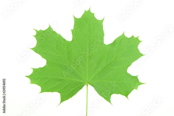 Obraz green maple leaf