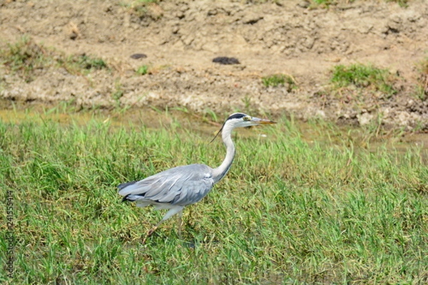 Obraz Gri balıkçıl