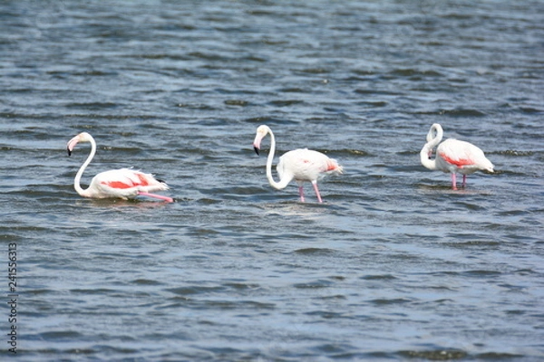 Fototapeta Przejdź do wiersza