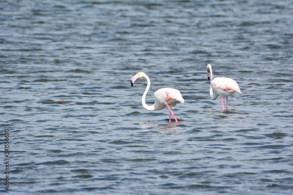 Fototapeta Bir Çift Flamingo