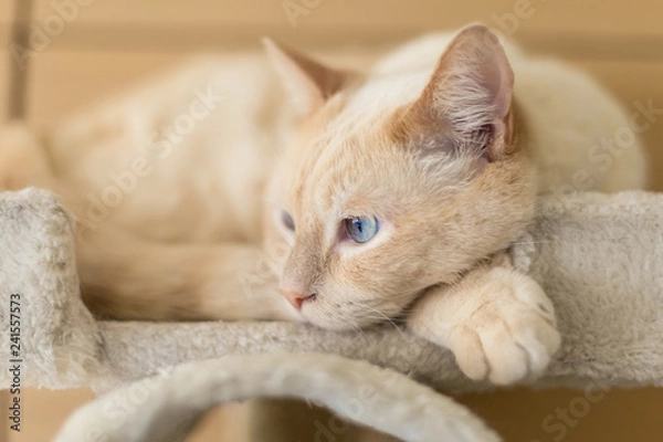 Obraz Gato descansando