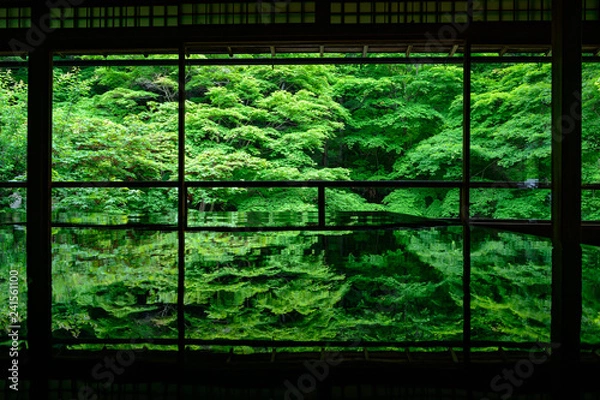 Fototapeta 新緑の瑠璃光院