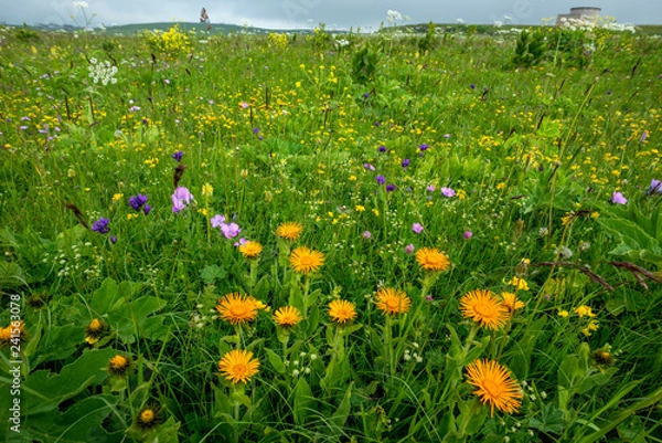 Fototapeta цветы горы Шатжадмаз