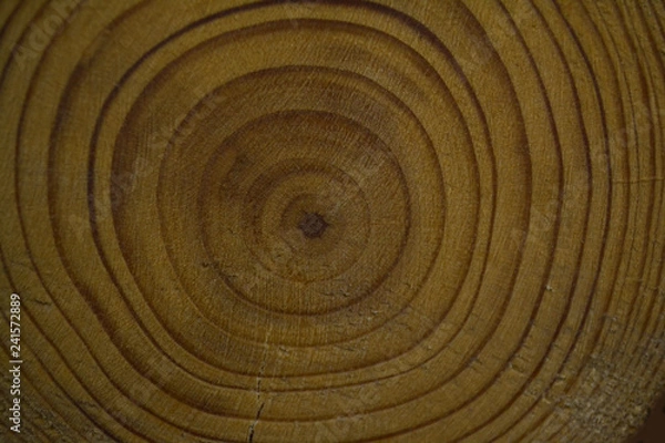 Obraz drawing created by nature on a cut of a round-shaped tree