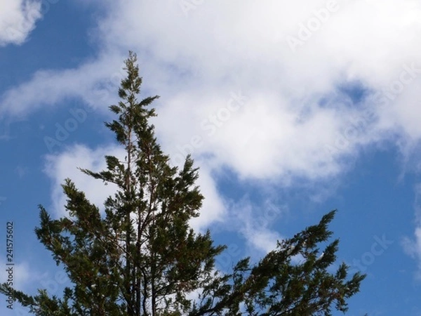 Fototapeta 木と青空