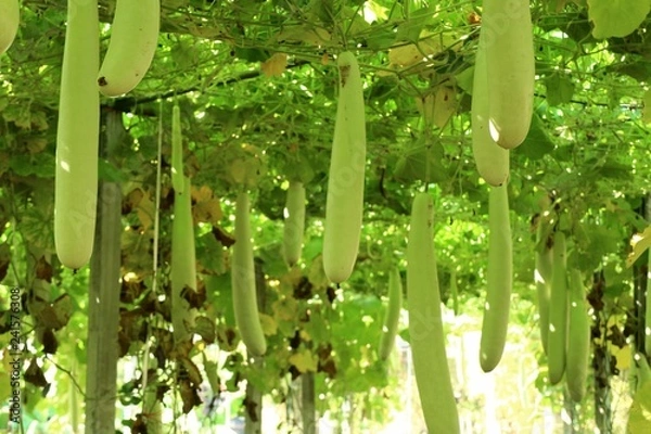Fototapeta winter melon in farm