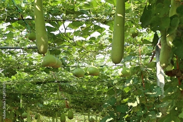 Fototapeta winter melon in farm