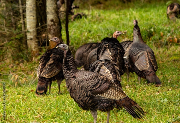 Obraz Wild Turkeys