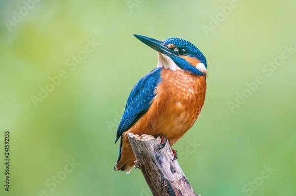 Obraz Kingfisher 