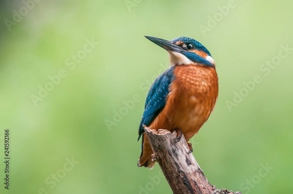 Obraz Kingfisher 