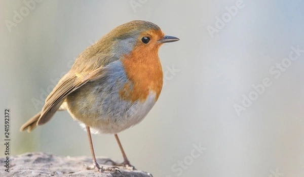 Fototapeta Robin 