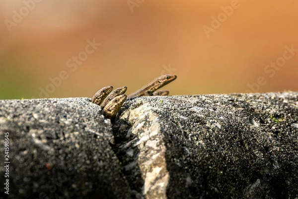 Obraz Small lizzards on a cracked wall