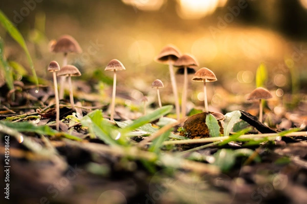Obraz Small wild mushrooms on sunset