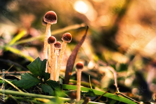 Obraz Small wild mushrooms