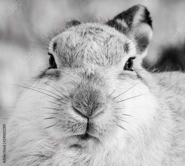 Fototapeta Mountain hare