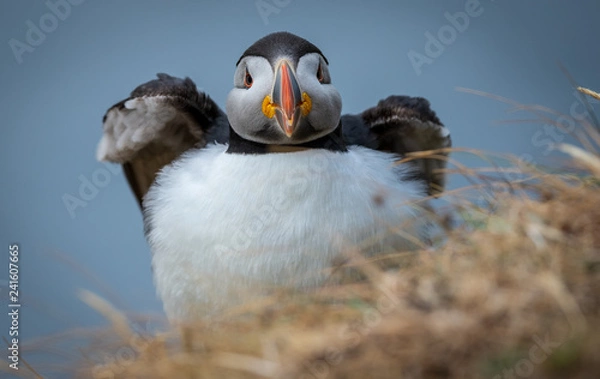 Fototapeta Puffin