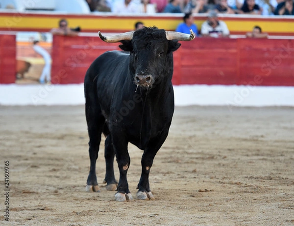 Obraz toro en españa