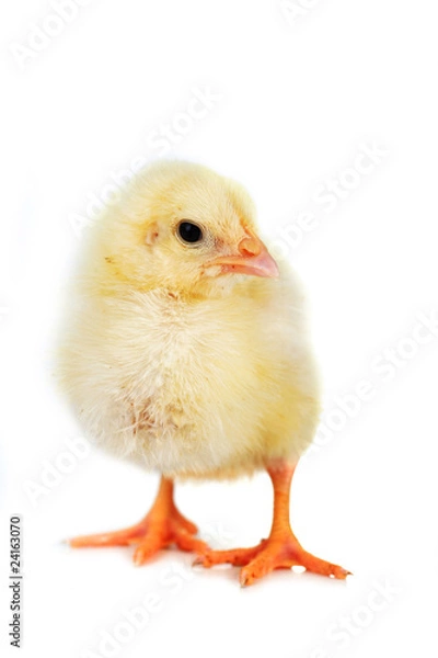 Fototapeta fluffy  chicken