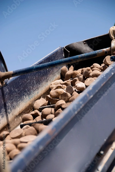 Obraz Spring Planting Potatoes