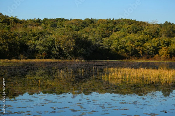 Obraz lake in forest
