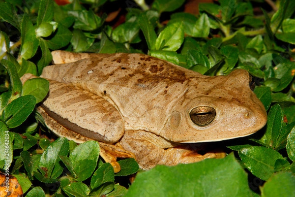 Obraz frog resting on leaf