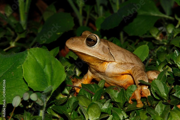 Obraz frog on leaf