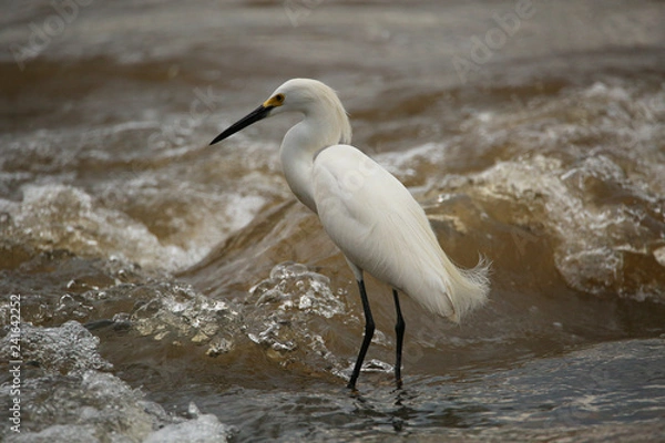 Obraz Egret in water