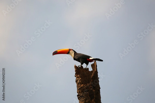 Obraz Toco Toucan in branch