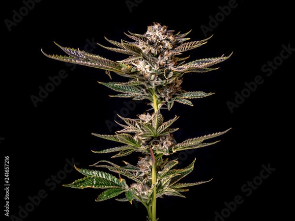 Fototapeta Marijuana Plant Branch with Buds and Leaves Isolated by Black Background