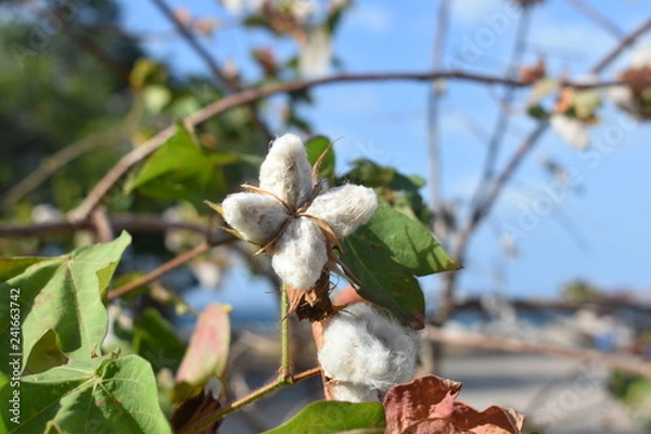 Obraz cotton crop flower