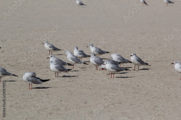 Fototapeta seagulls in the urban environment