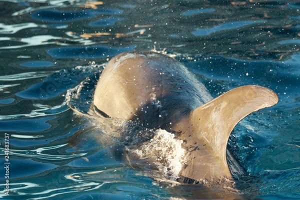 Obraz バンドウイルカ