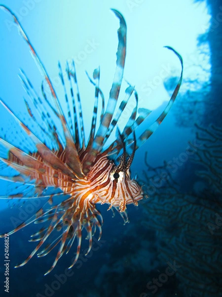 Obraz Lionfish