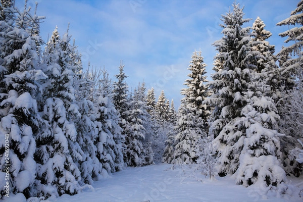 Obraz Winter forest in snow