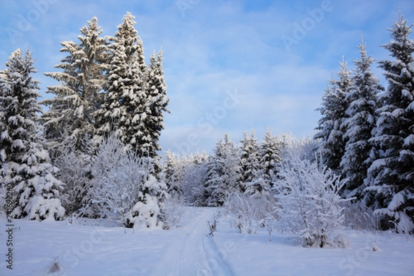 Obraz Winter forest in snow